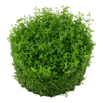 Micranthemum callitrichoides 'Cuba' in vitro