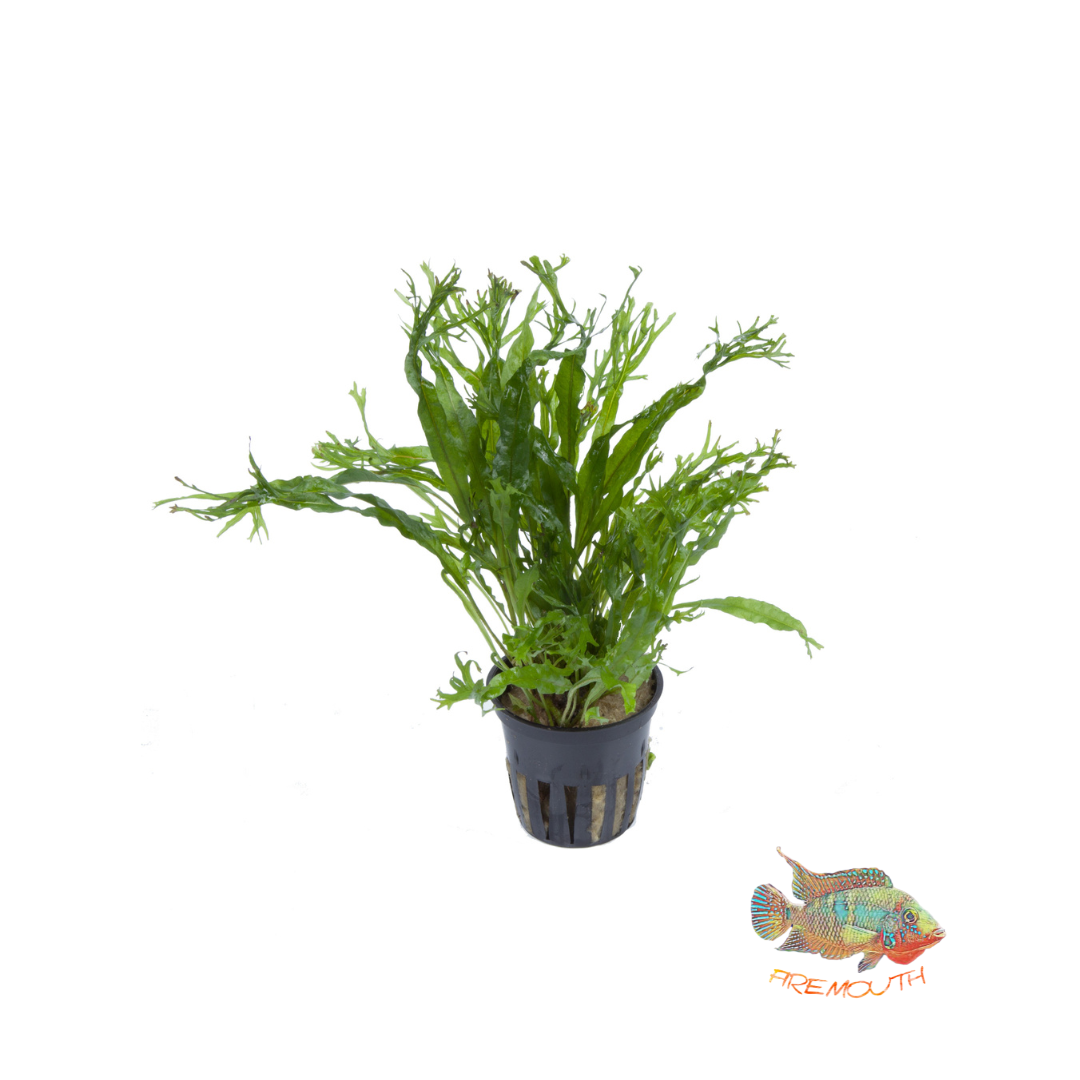 Microsorum Windelov | planta para acuario