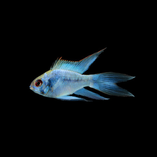 Mikrogeophagus Ramirezi elec. blue long | peces agua dulce