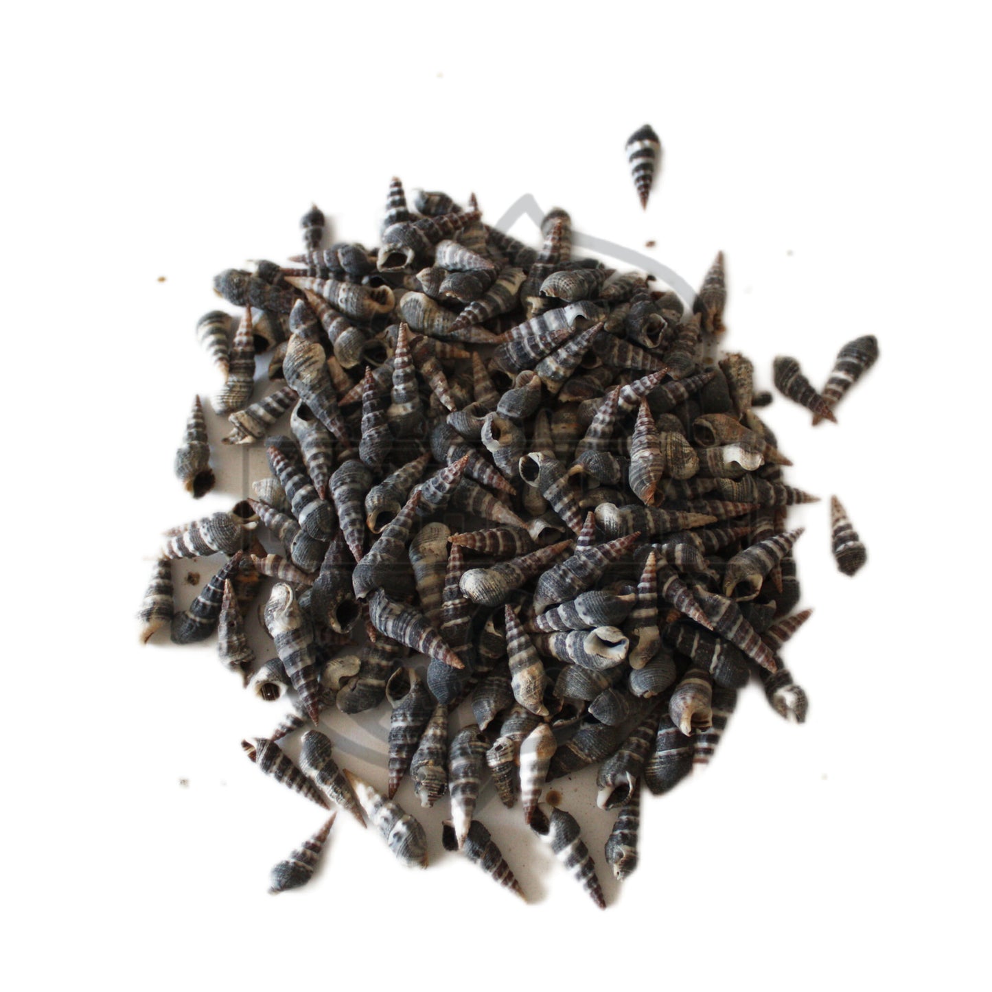 Caracol Minarete - 100gr