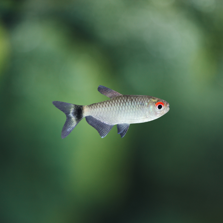 Moenkhausia Sanctaefilomenae | Tetra ojo rojo