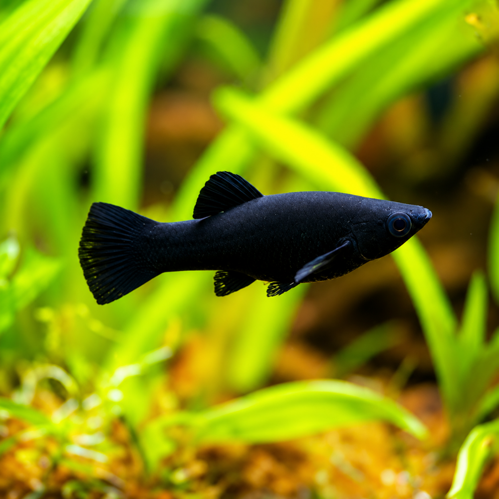 Poecilia sphenops black molly talla XL
