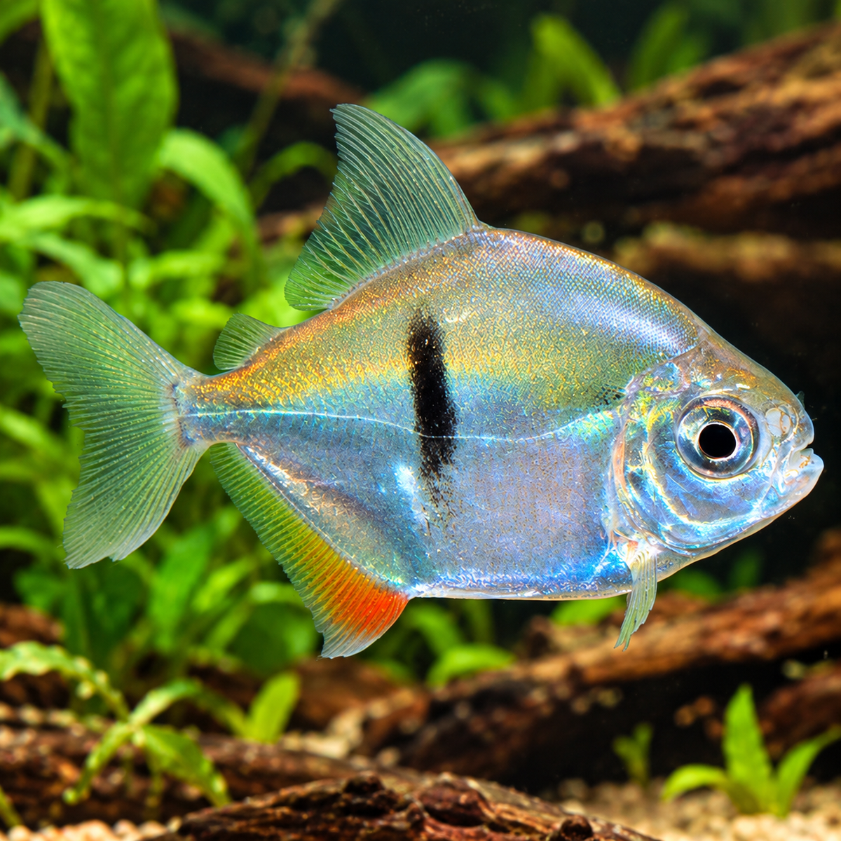 Myleus schomburgkii talla 3-4cm