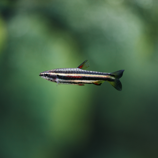 Nannostomus Marginatus | peces agua dulce