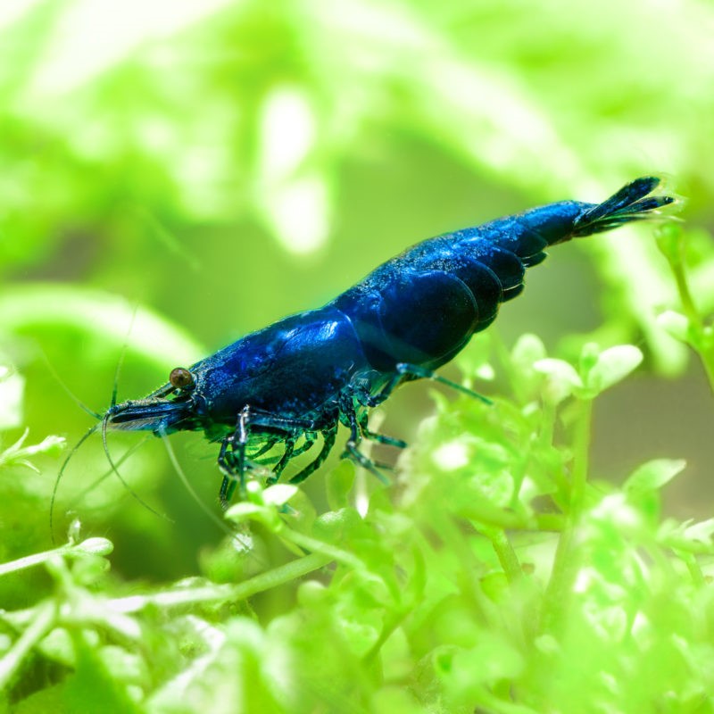 Neocaridina Blue Velvet - davivi Dark Blue