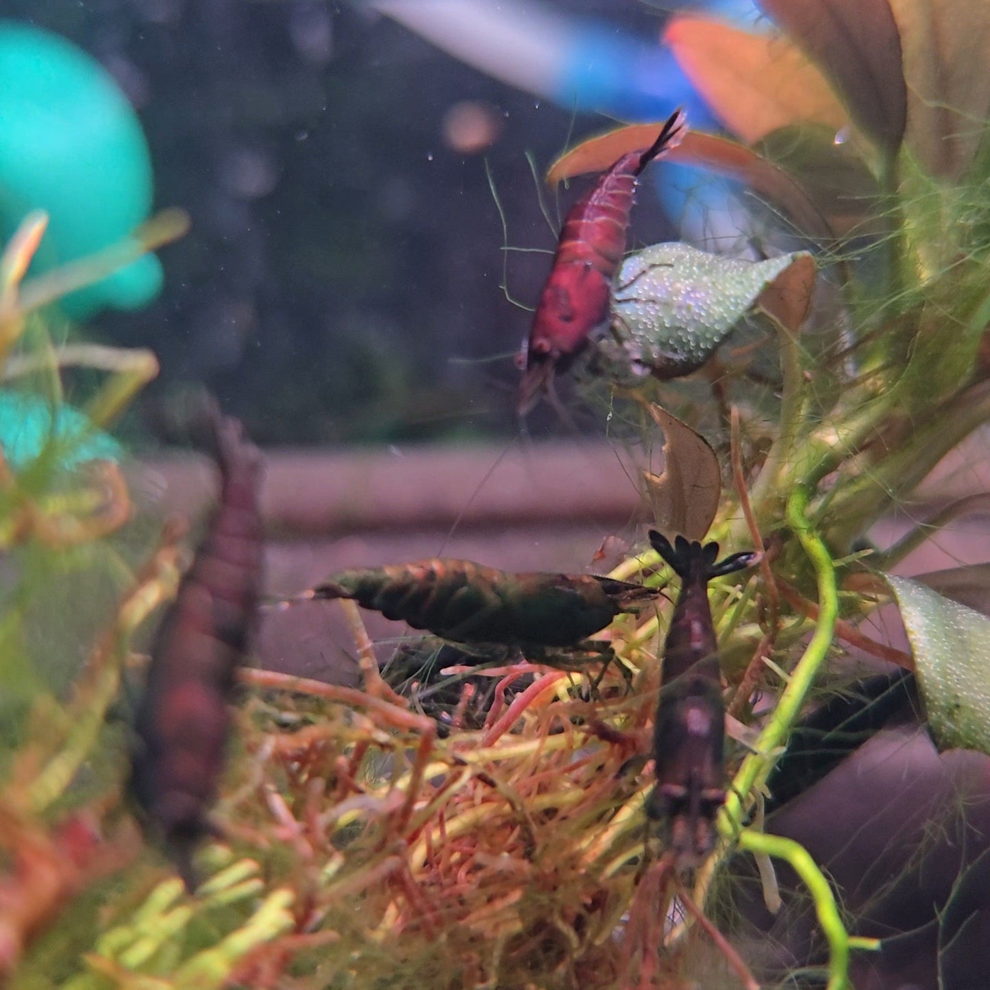 Neocaridina Hulk Orange