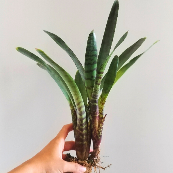 Neoregelia spec. B41 | terrario