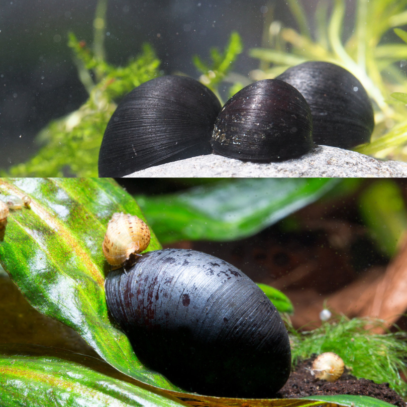 Neritina pulligera Helmet | Caracol Casco Militar