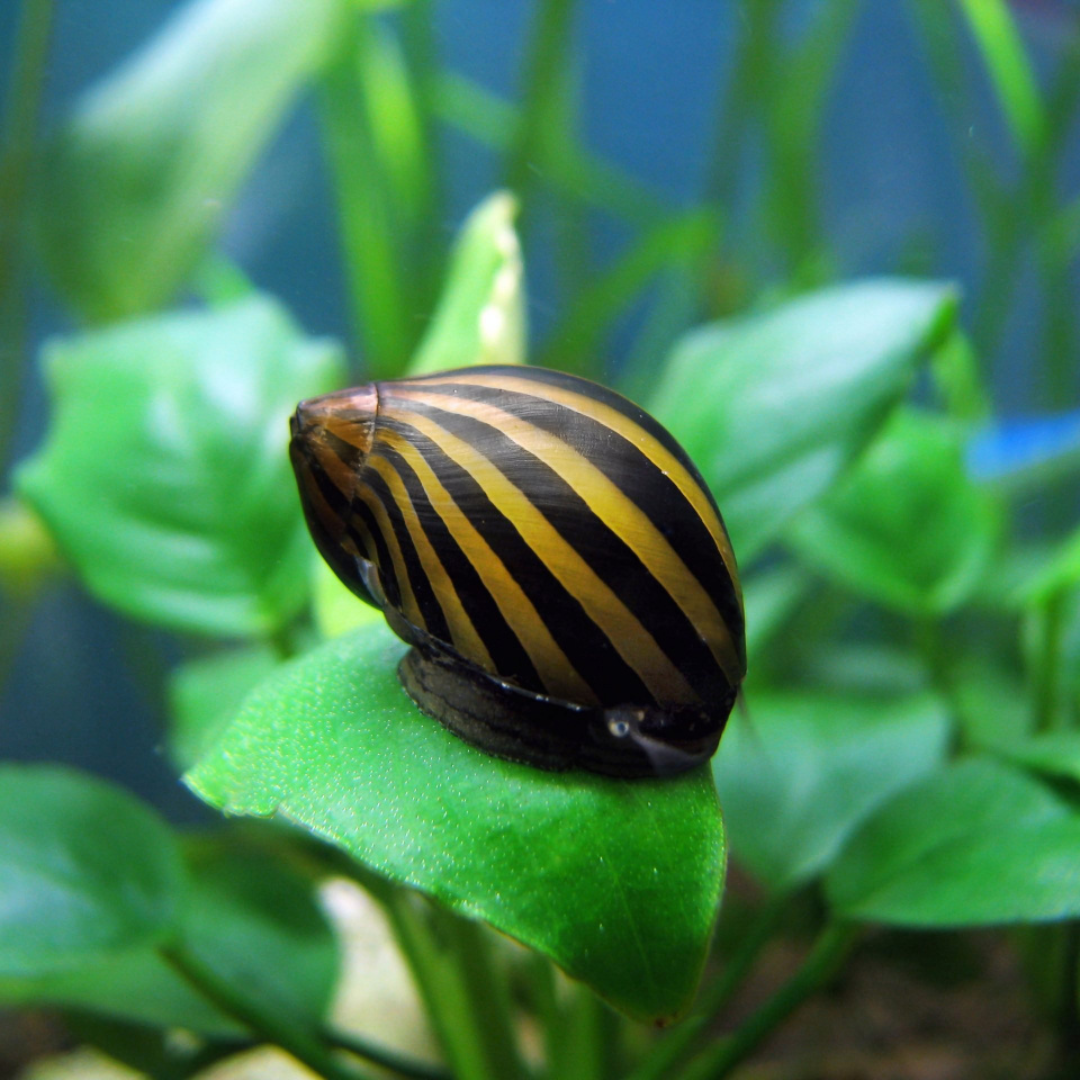 Caracol Zebra - Neritina paralella