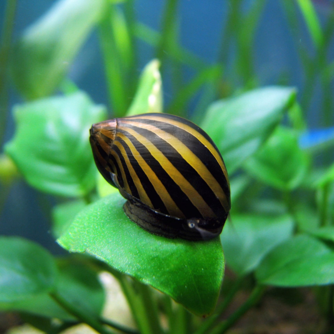 Caracol cebra - Neritina paralella