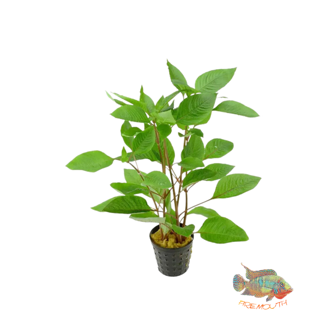 Nomaphila Cherry | oferta