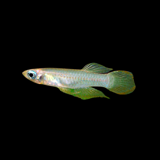 Pez ojo de lámpara - APLOCHEILICHTHYS NORMANI | peces agua dulce