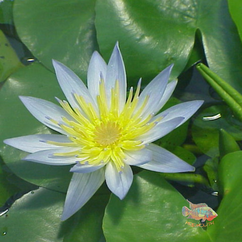 Nymphaea enana | planta de acuario