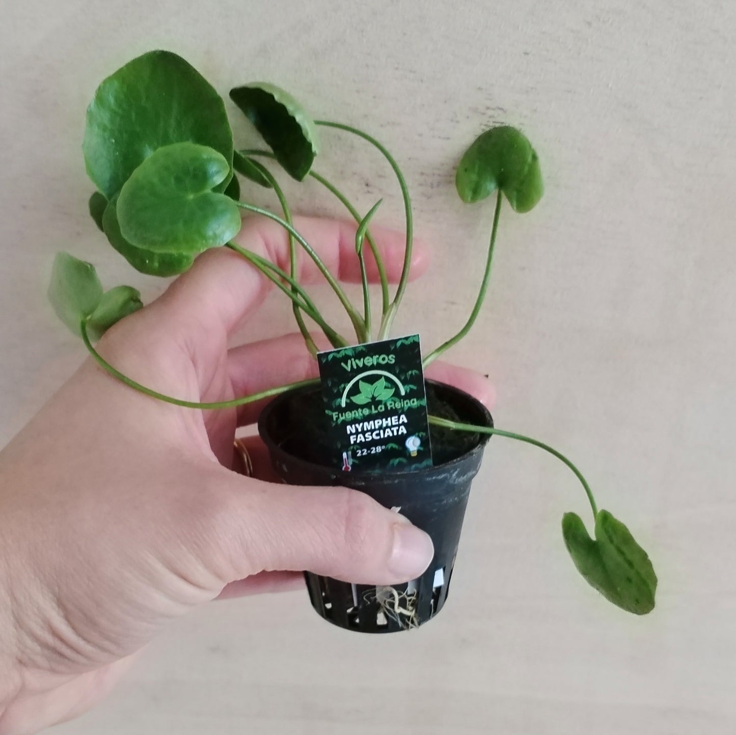 Nymphea fasciata | oferta