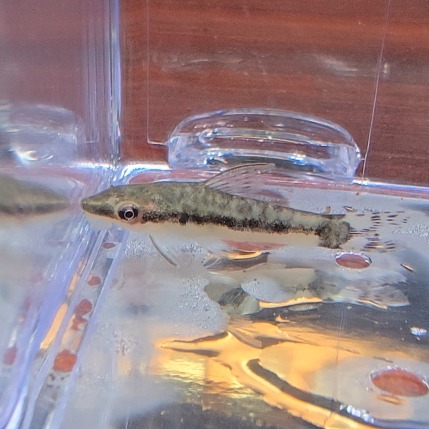 Otocinclus arnoldi talla lg