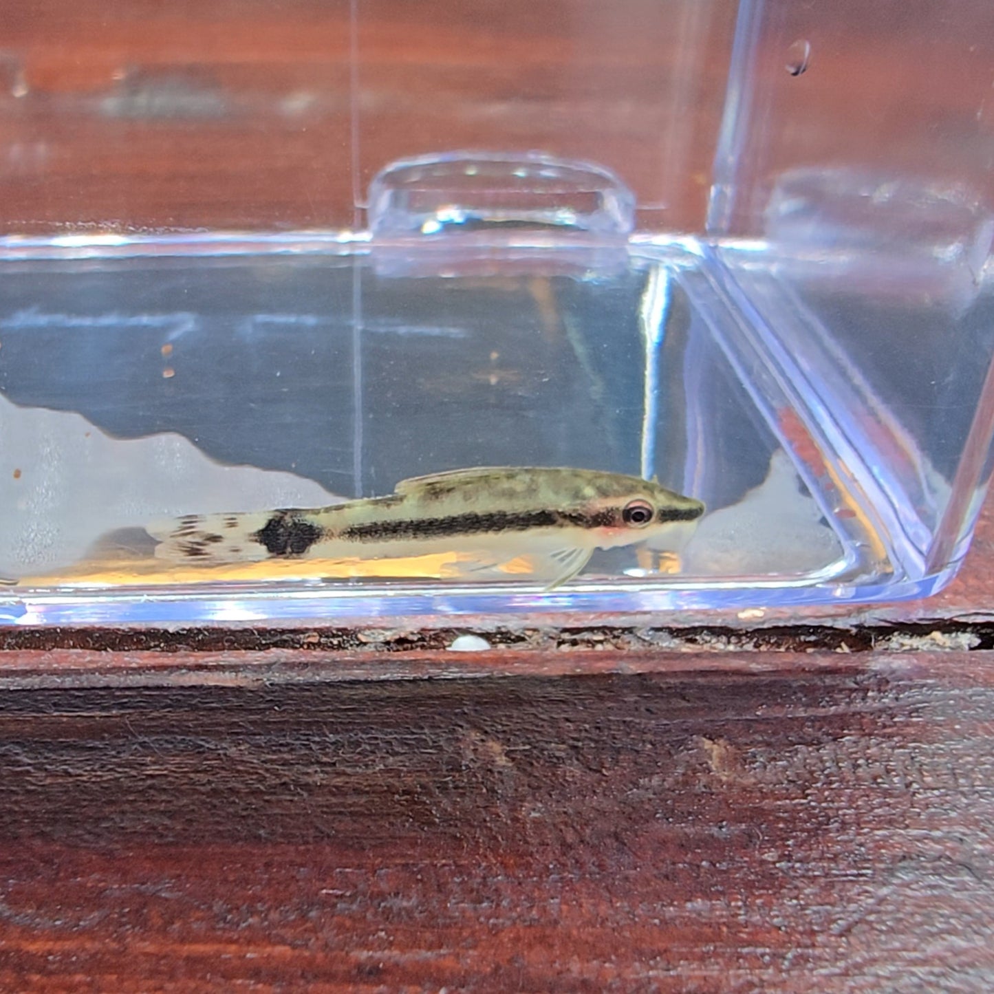 Otocinclus macrospilus talla lg-xlg