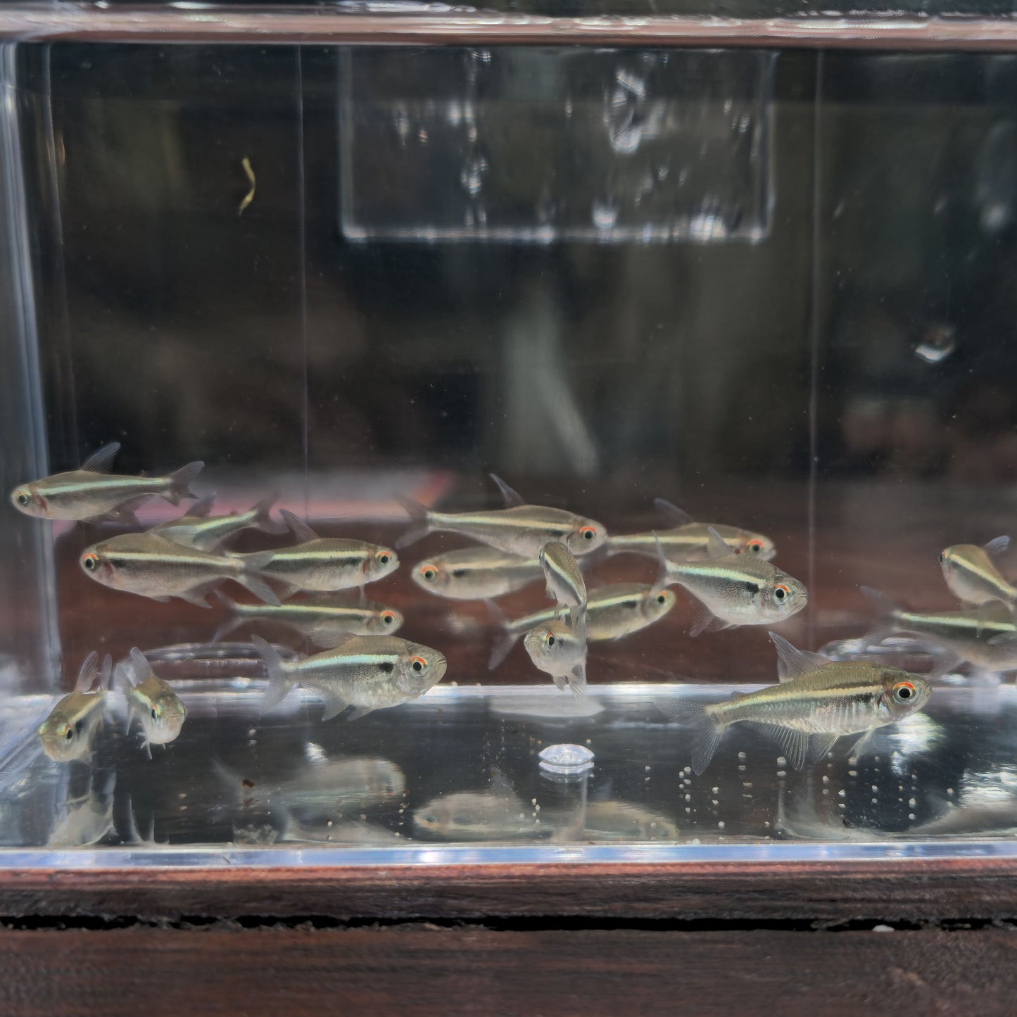 Pack 20 hyphessobrycon herbertaxelrodi | Oferta con envío incluido