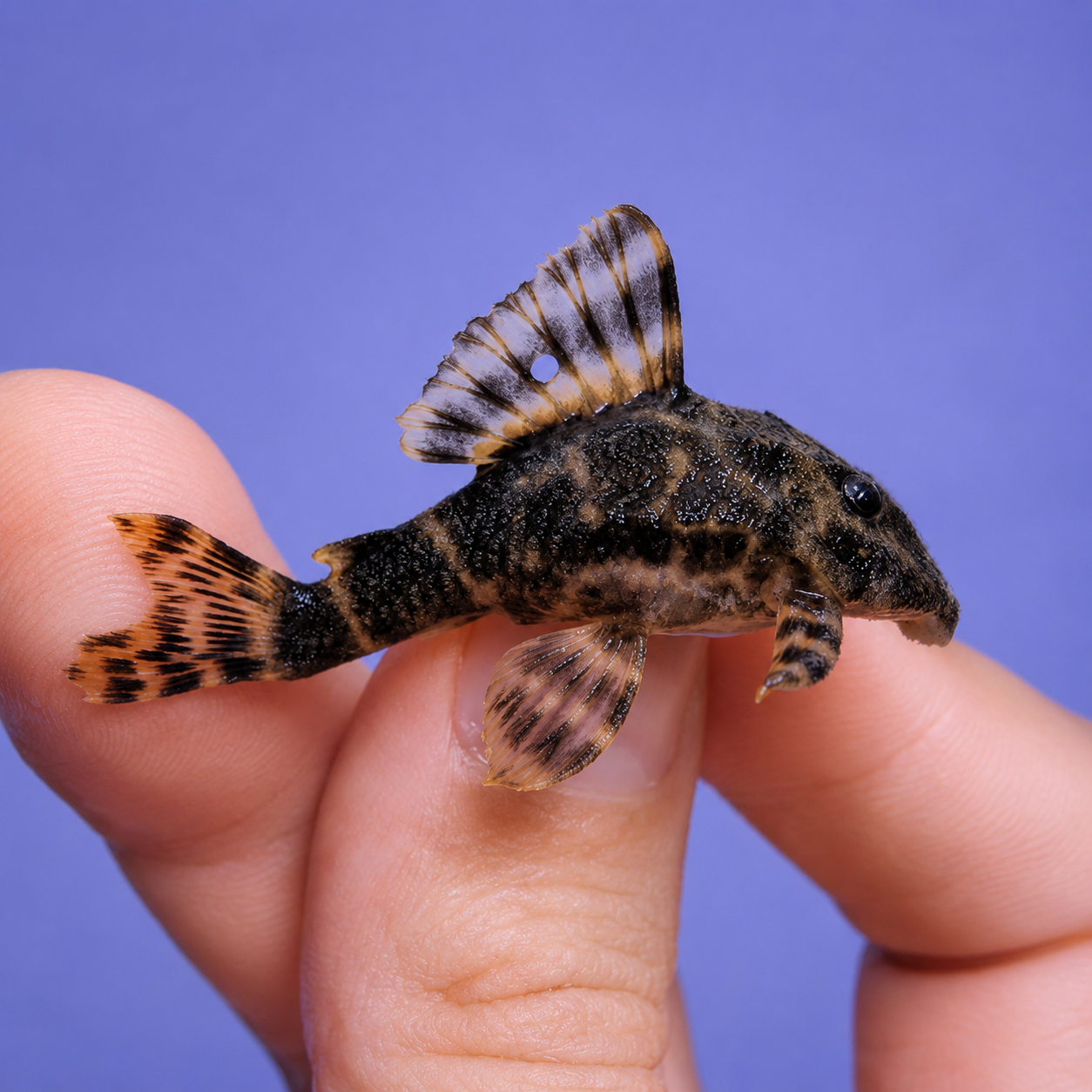 Pack 4 Panaqolus maccus Pleco piña L-103 talla 5-6cm | oferta con envio