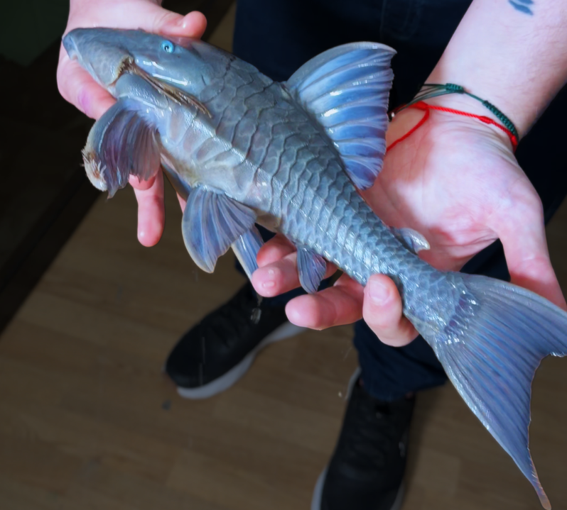 Panaque Suttoni talla 35cm