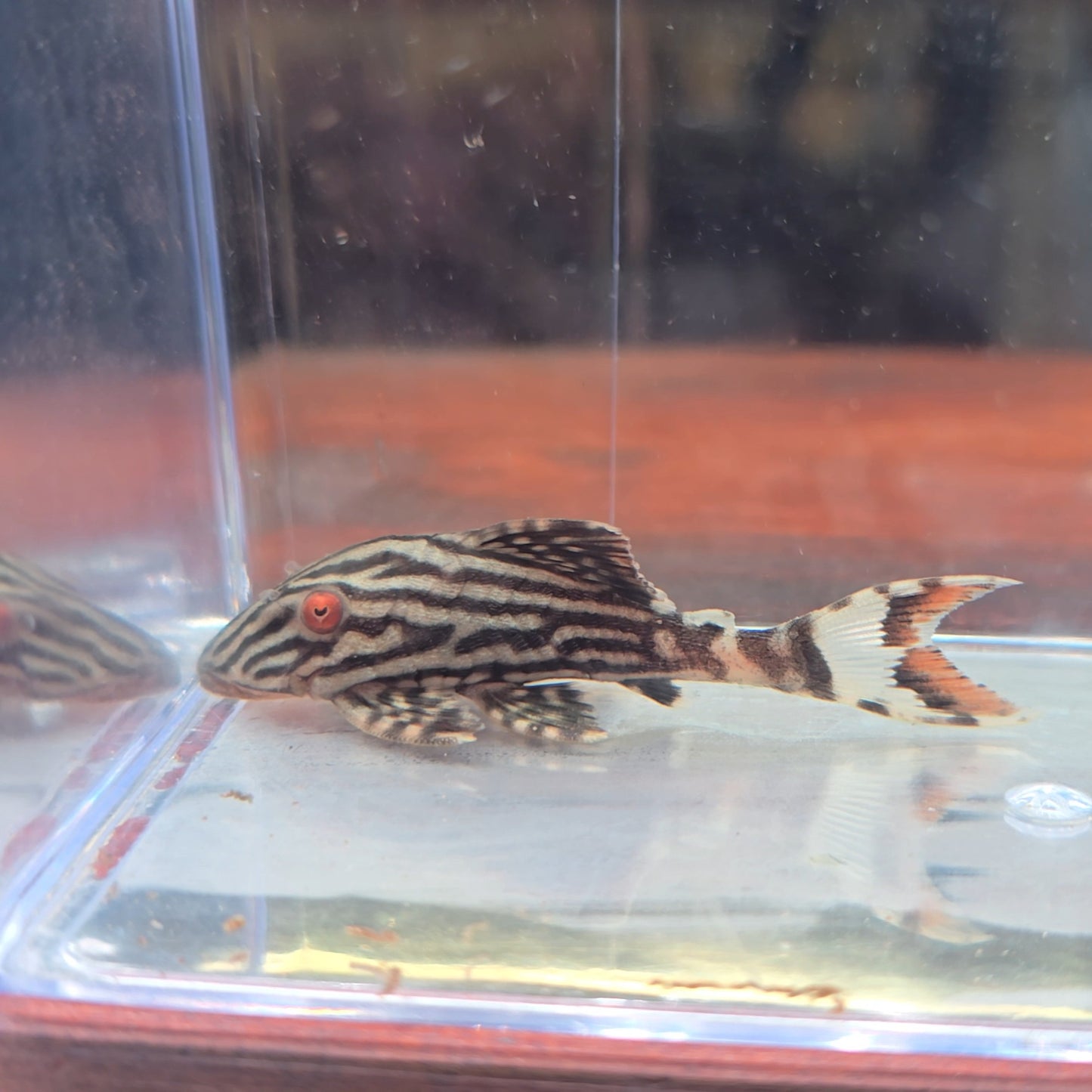 Panaque nigrolineatus L190 talla 6cm