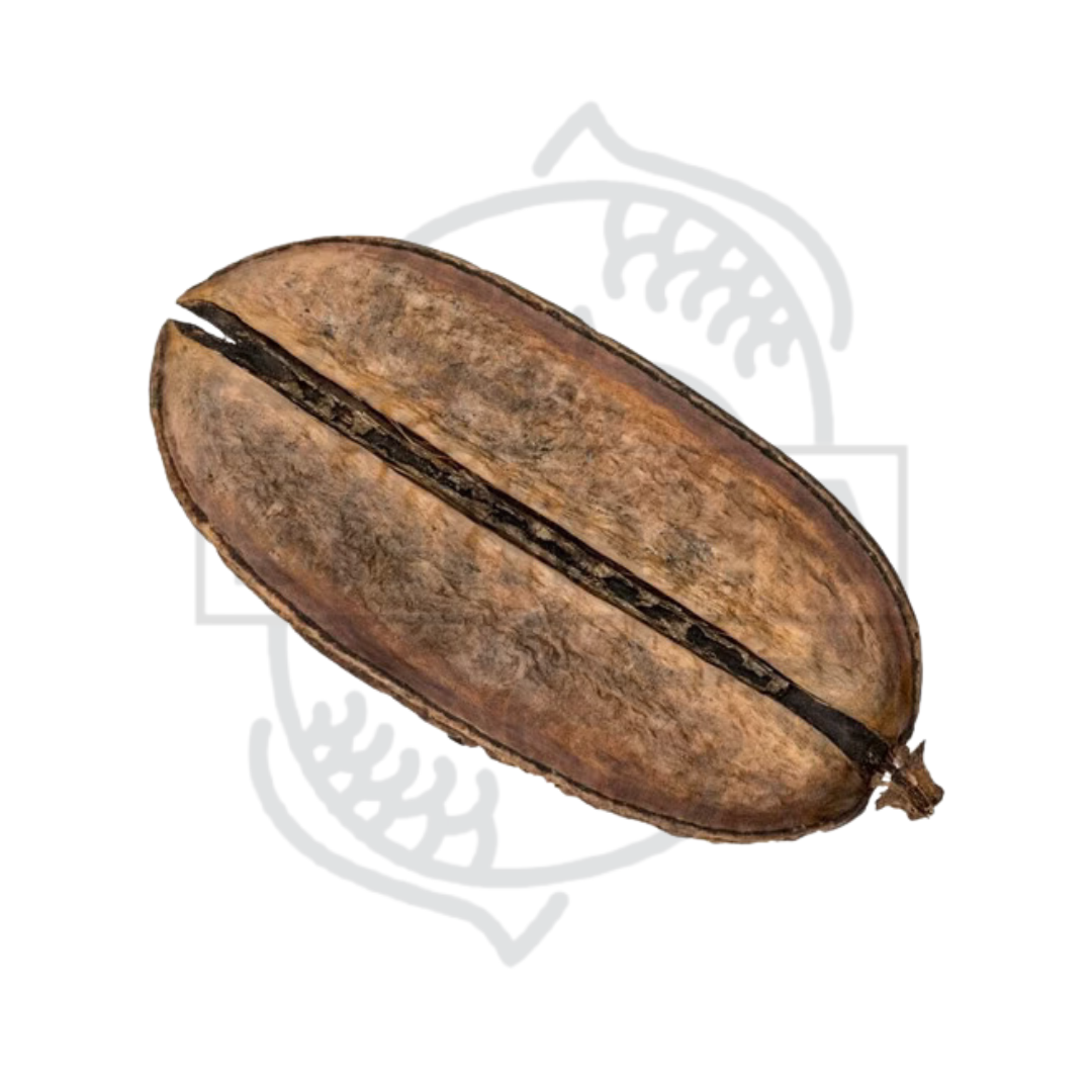 Para Pará Jacaranda - 1 unidad