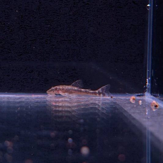 Parotocinclus haroldoi Dwarf Parotocinclus – Hudson Crizanto