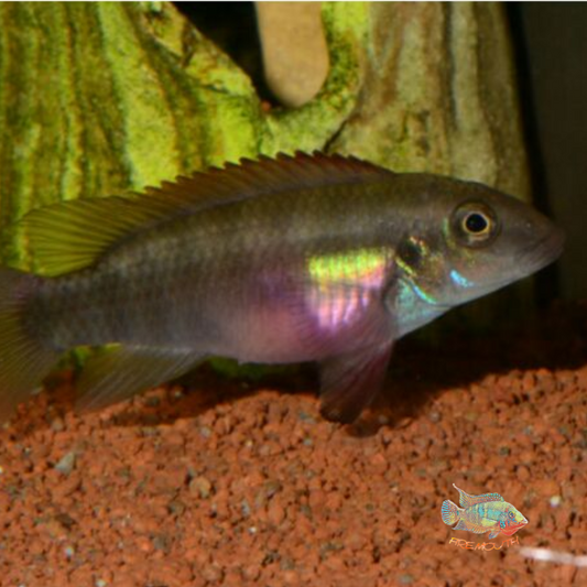 Wallaceochromis (antes pelvicachromis) rubrolabiatus wild | peces agua dulce