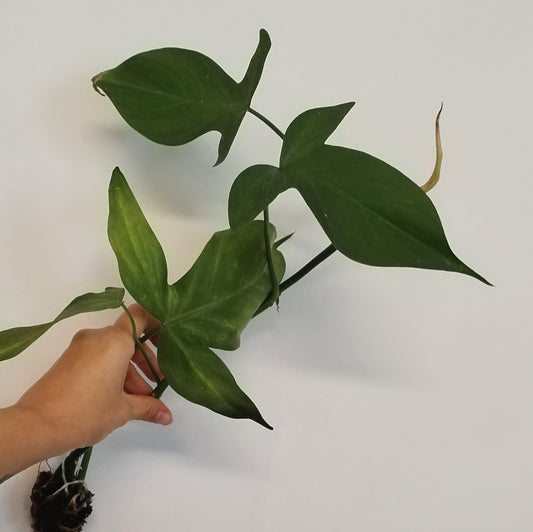 Philodendron camposportoanum | Terrario