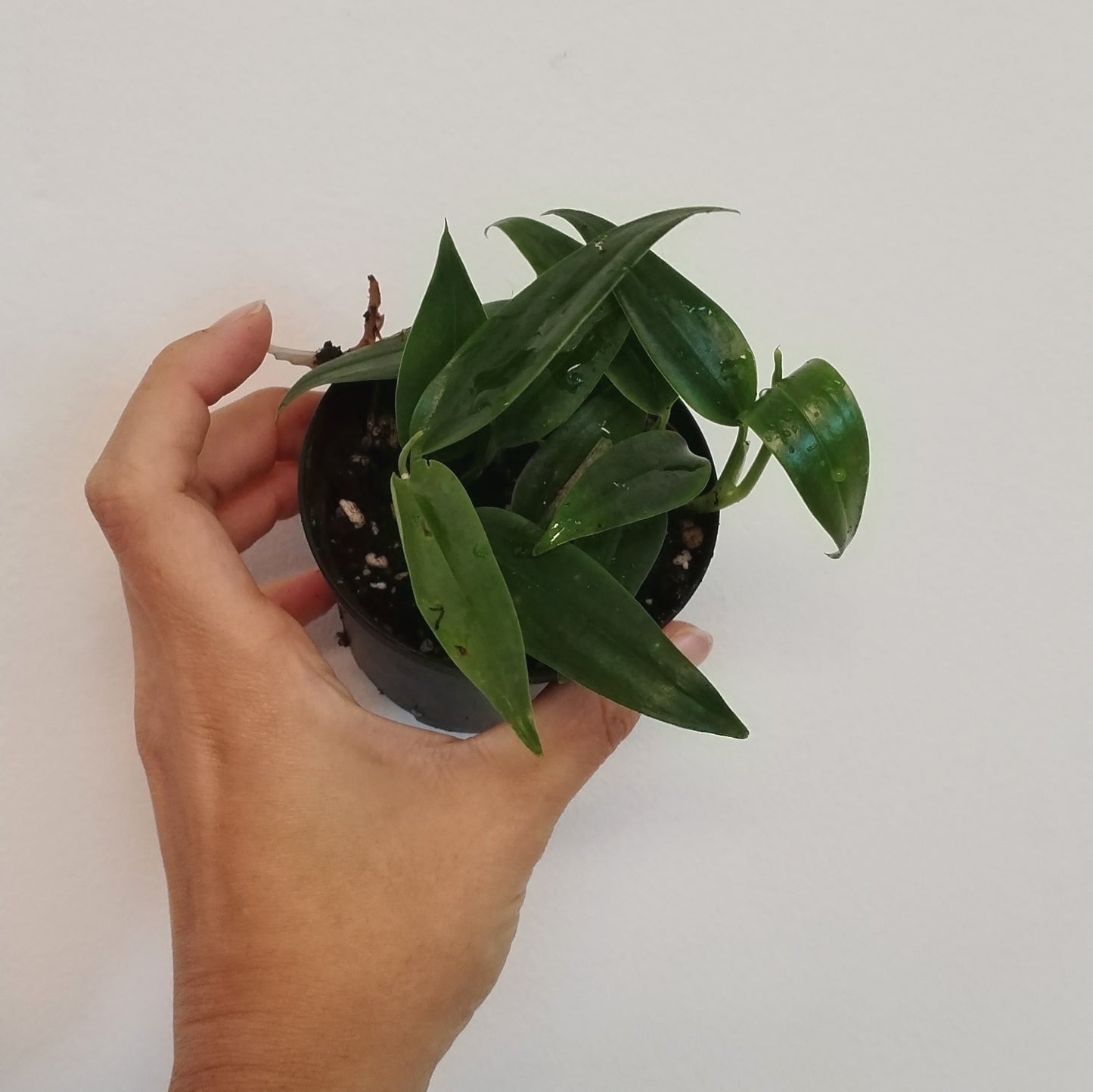 Philodendron species Kolumbien | Terrario