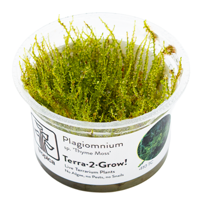 Plagiomnium sp. Thyme Moss
