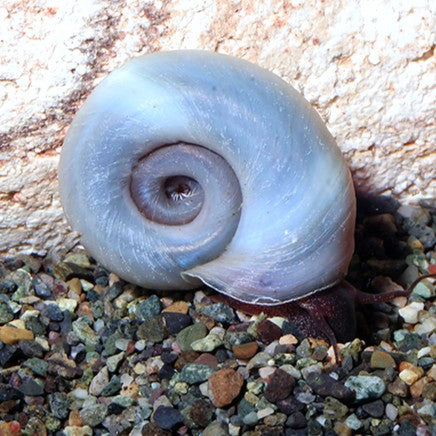 Planorbella duryi BLUE sm - planorbis azul