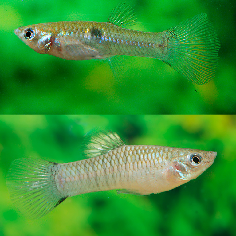 Poecilia Vivipara talla md-lg