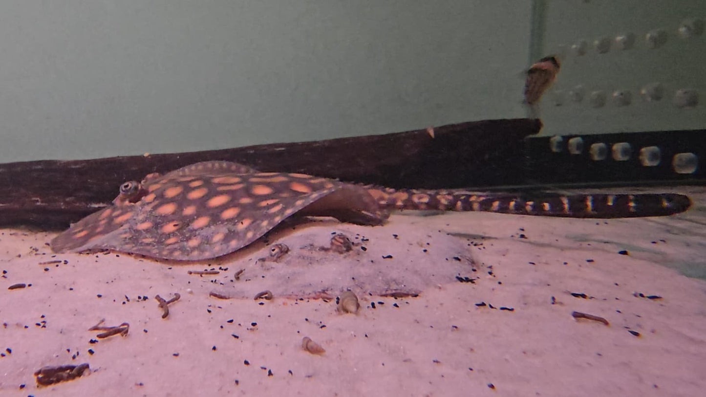 Potamotrygon motoro bred 12/15cm - MACHO