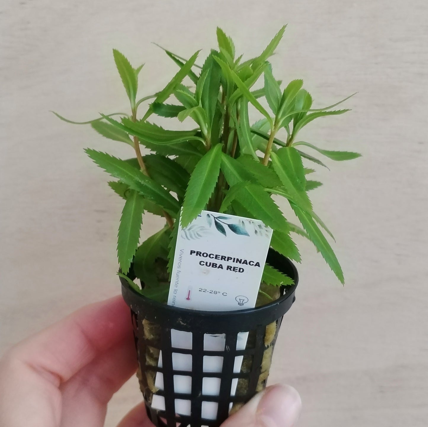 Procerpinaca cuba red | oferta