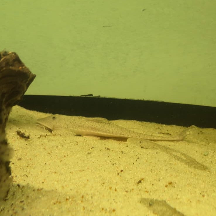 Pseudohemiodon laticeps adulto