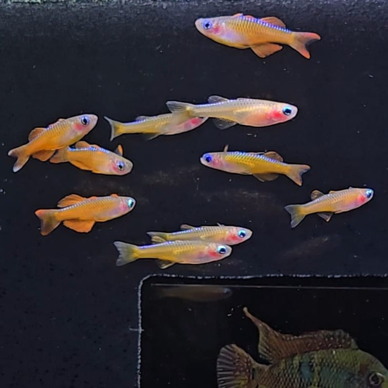 Pseudomugil luminatus red