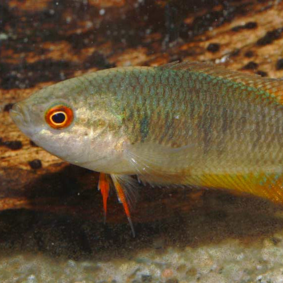 Pseudosphromenus cupanus dayi