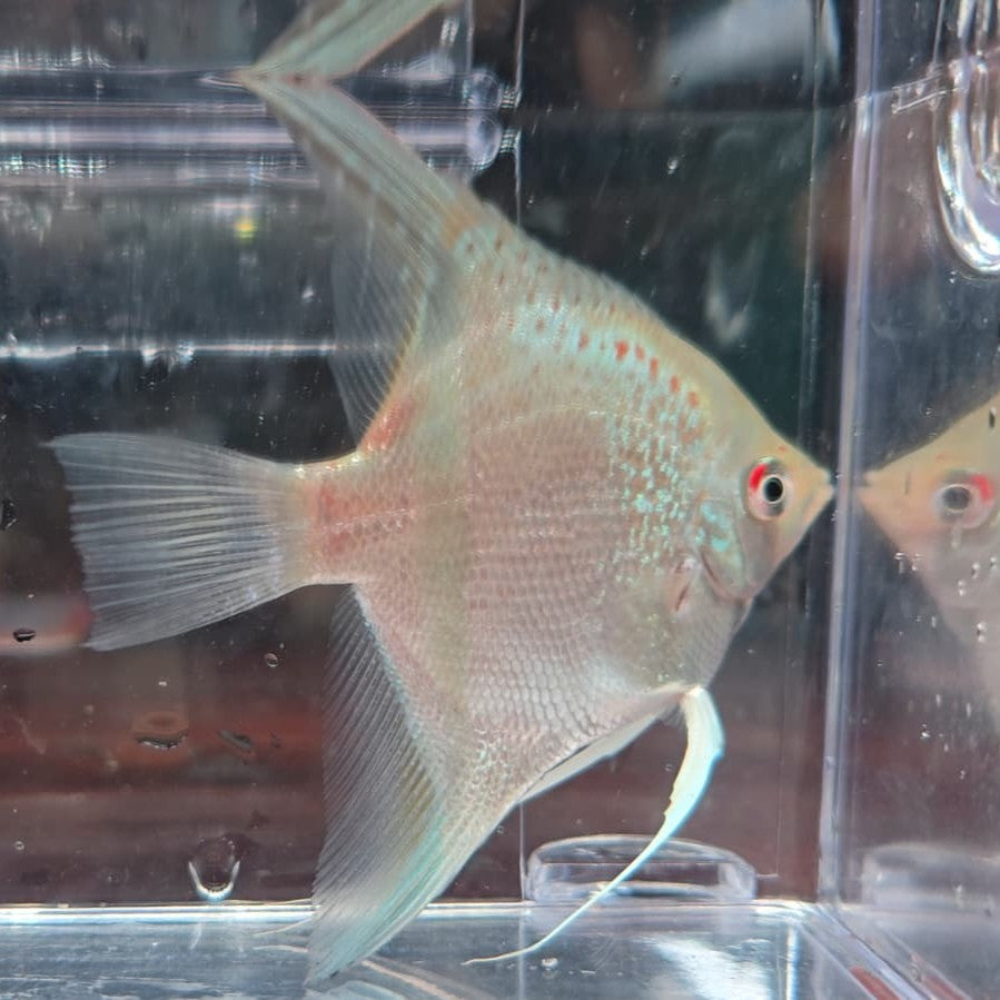 Pterophyllum guyana rio essequibo half red spotted talla 6-7cm