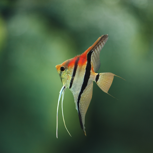 Pterophyllum manacapuru super red | peces agua dulce