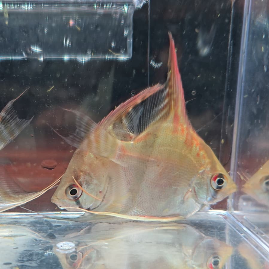 Pterophyllum scalare santa isabel talla 4,5-5cm
