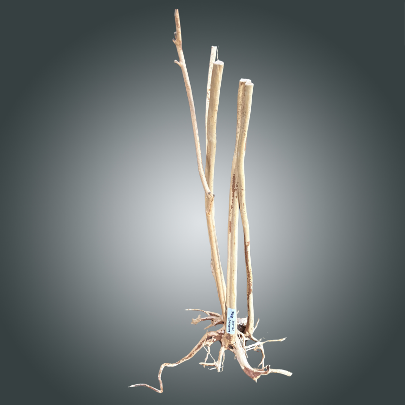 Rainforest pieza nº 4M-012