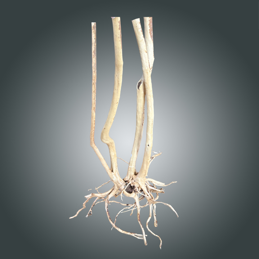 Rainforest pieza nº 4M-013