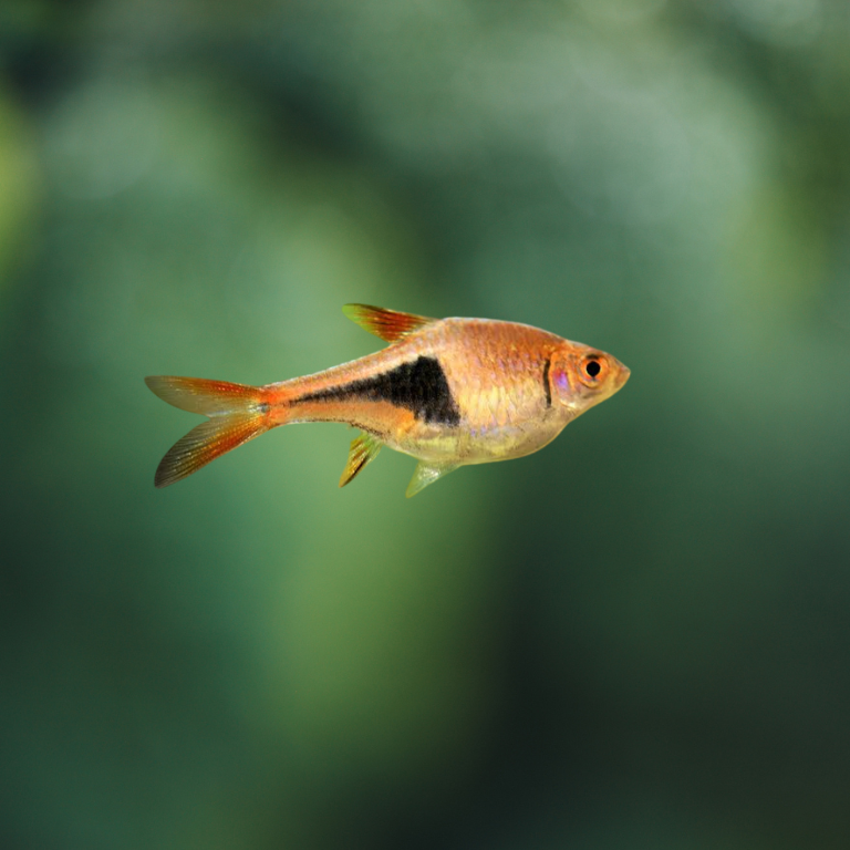 Rasbora heteromorpha red