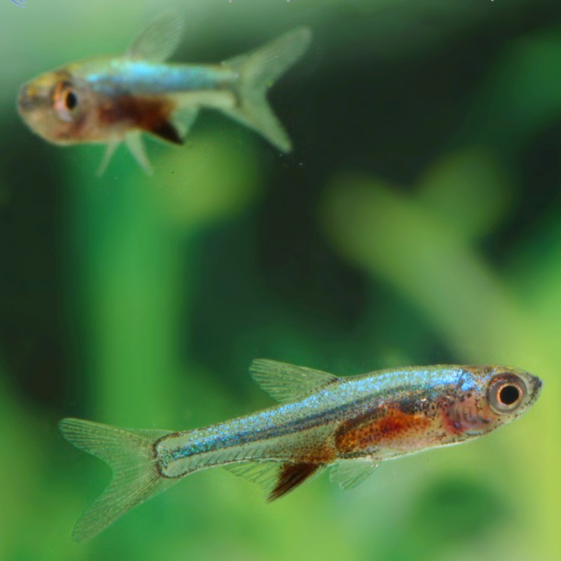 Rasbora axelrodi blue lg