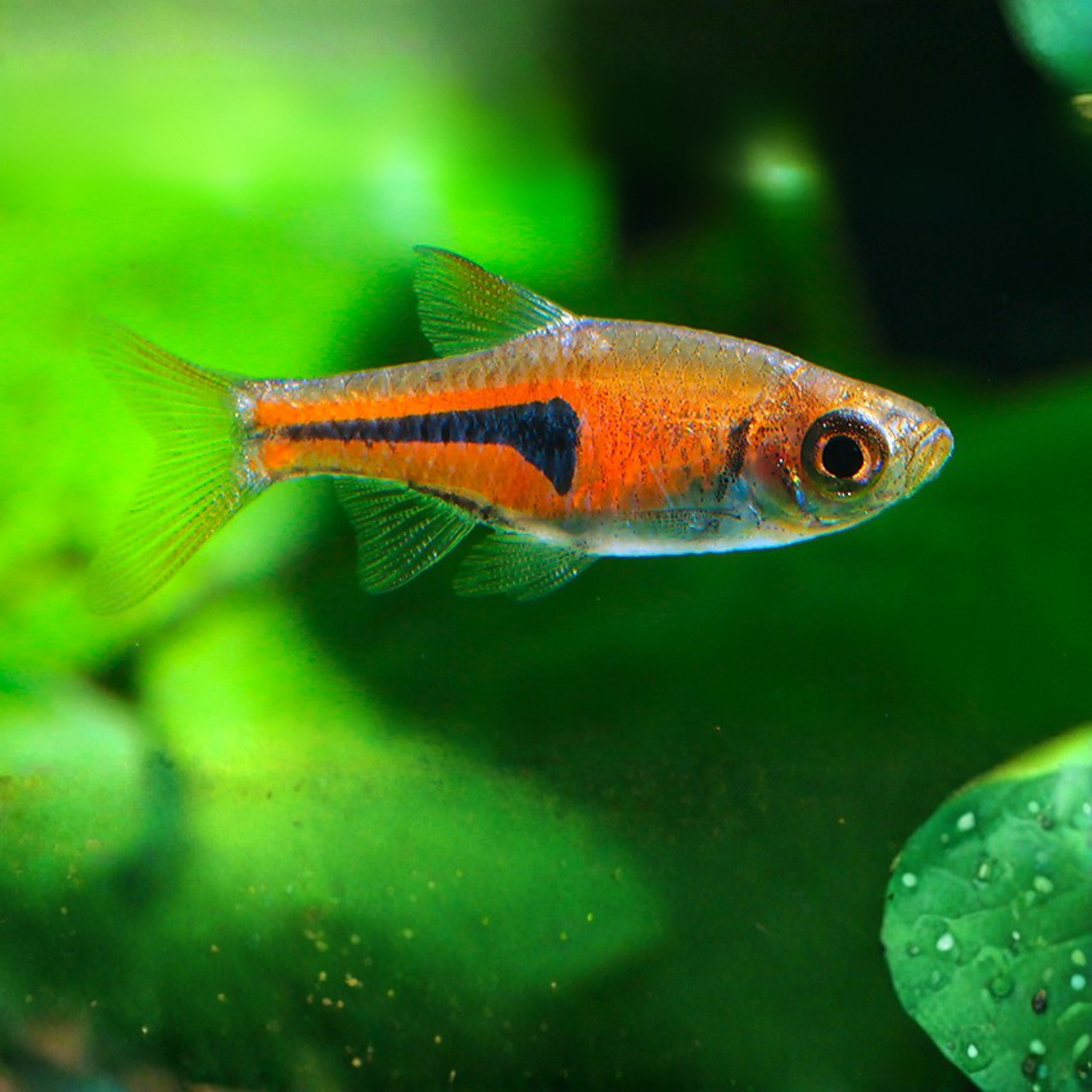Rasbora espei wild md-lg | Trigonostigma espei