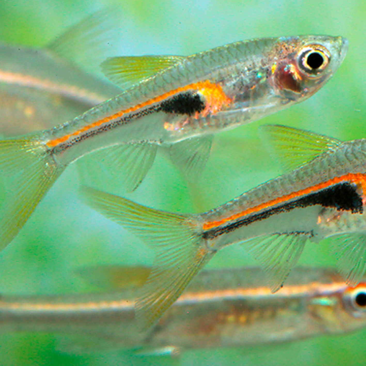 Rasbora Hengeli