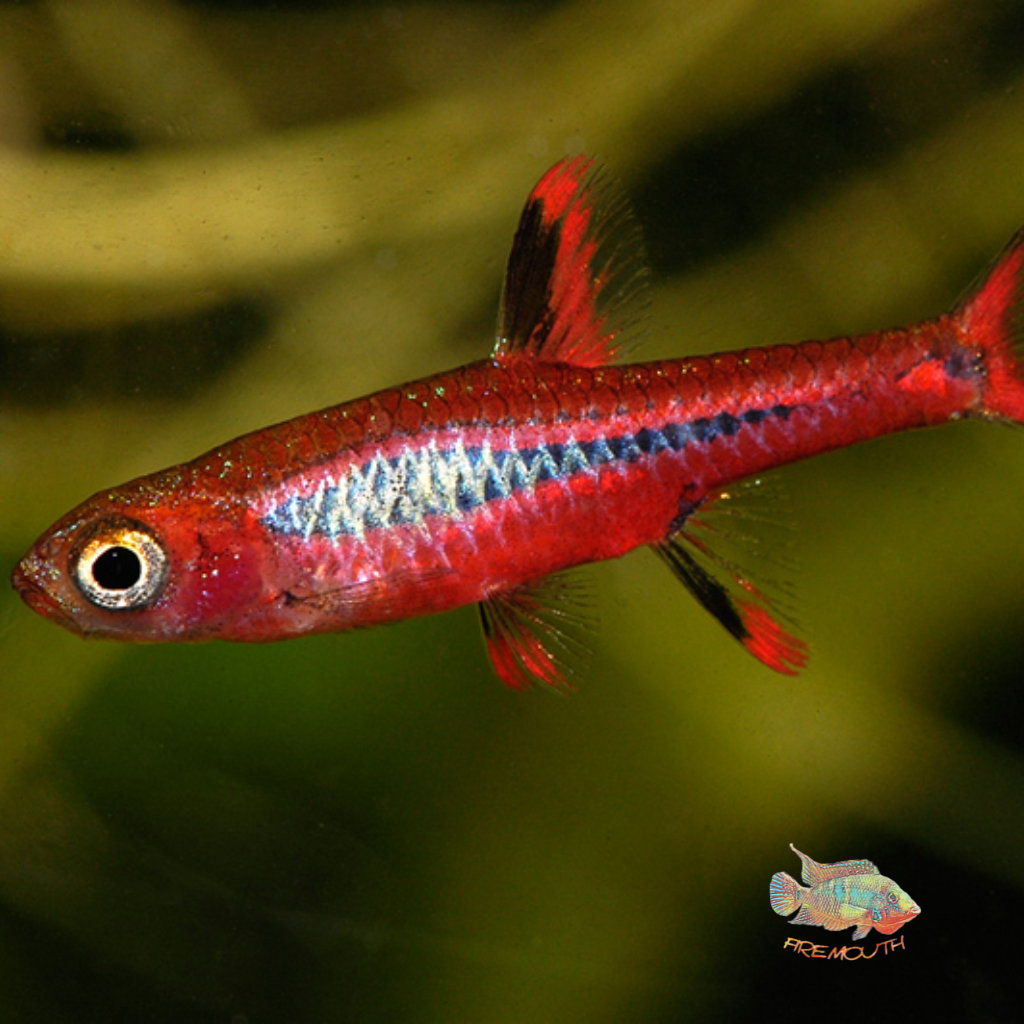 Boraras Brigittae Rasbora Mosquito