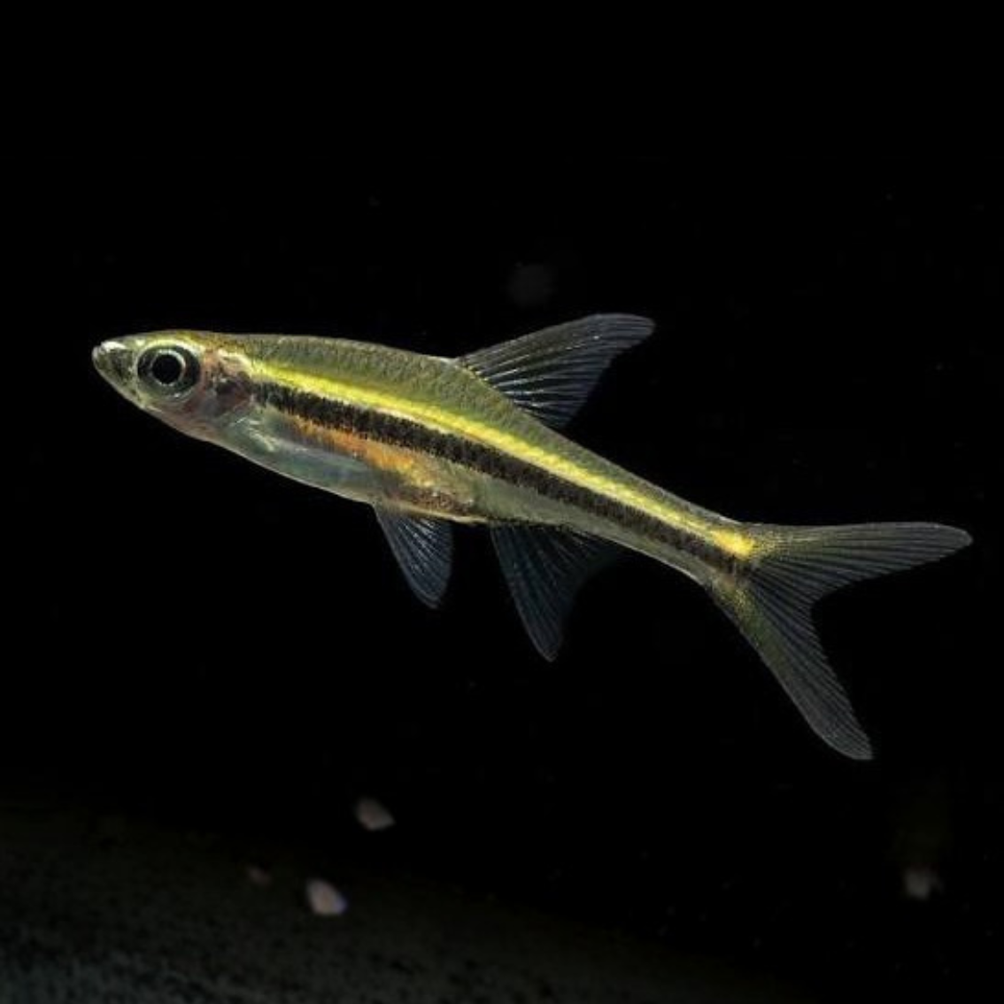Trigonopoma gracile rasbora slender talla 3-4cm