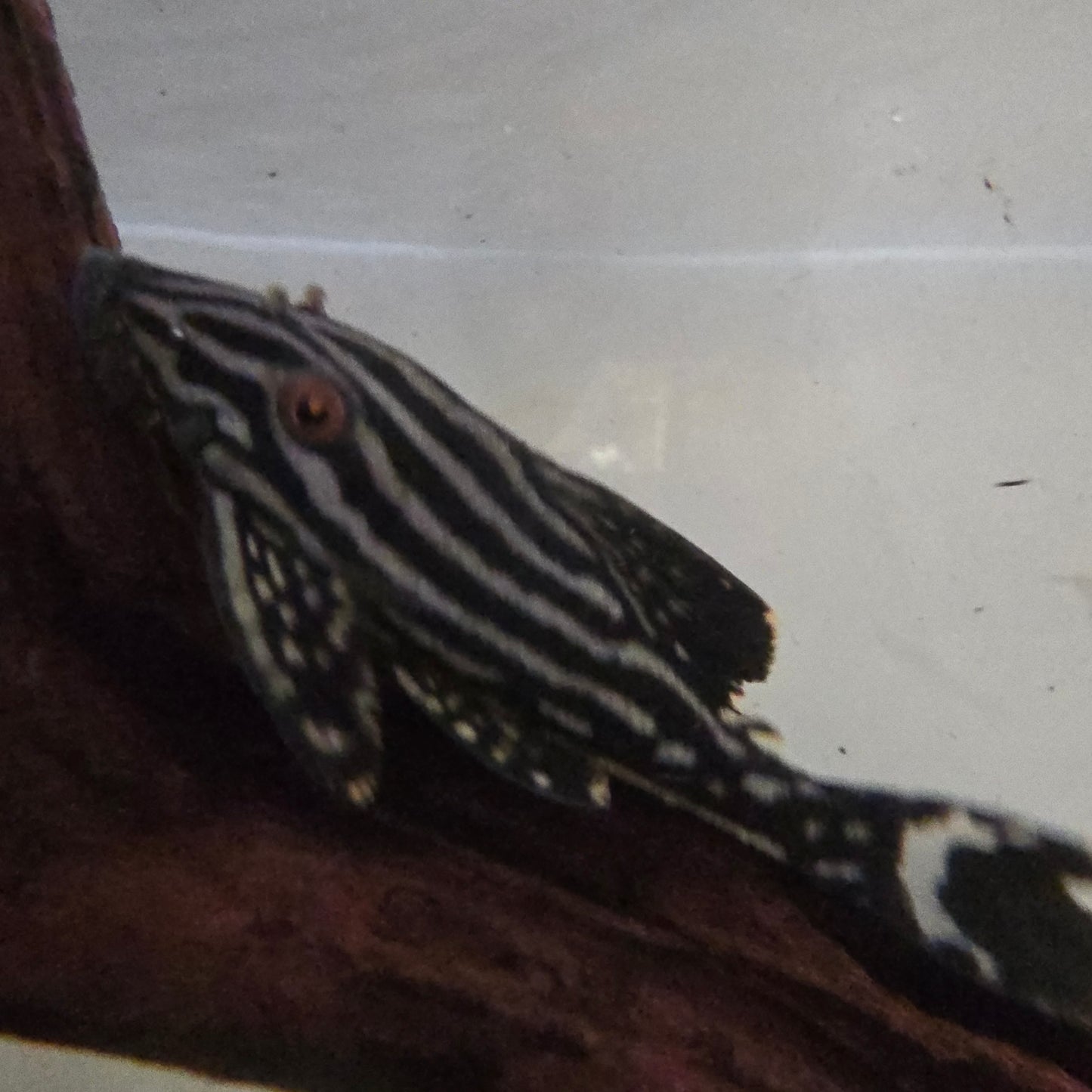 Panaque nigrolineatus L190 7cm