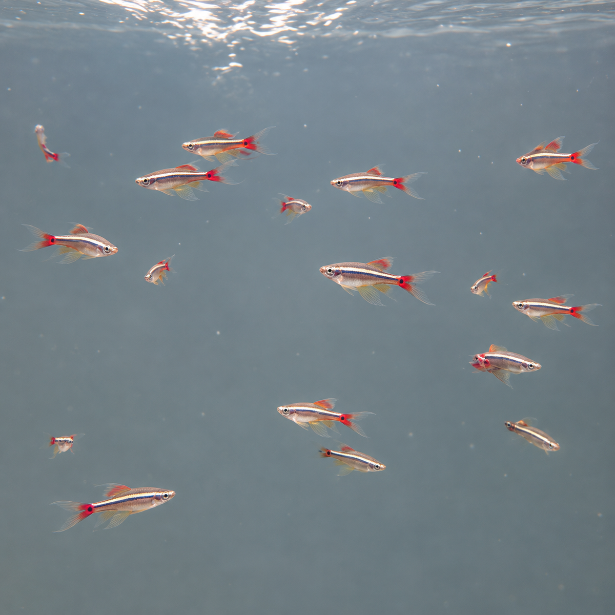 Tanichthys albonubes long fin talla 2,5-3cm